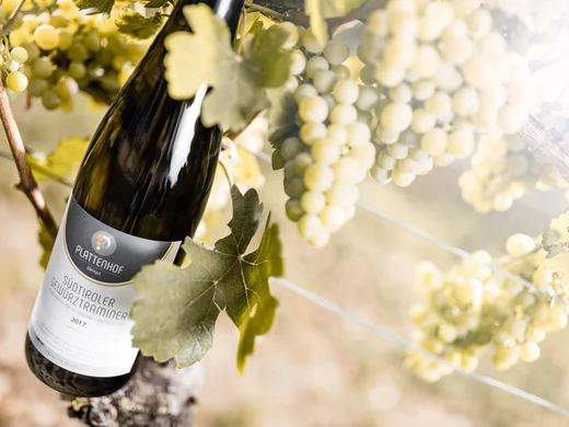 Winery in South Tyrol: indulgence at Hotel Plattenhof Bottle of South Tyrolean Gewürztraminer wine hanging among the grapes in the vineyard