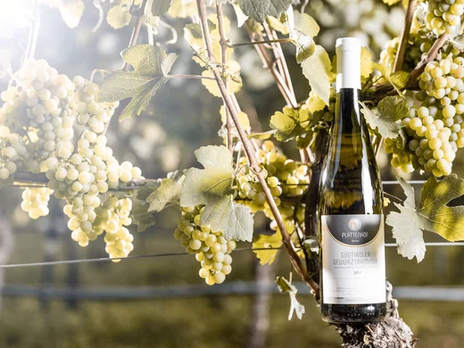 Wine bottle among white grapes in a sunny vineyard