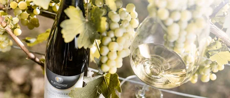 White wine bottle and glass with grapes on a vine