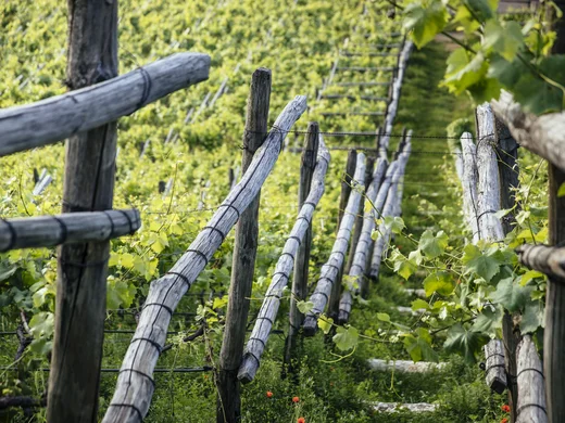 Vineyard with green vines and wooden posts arranged in rows