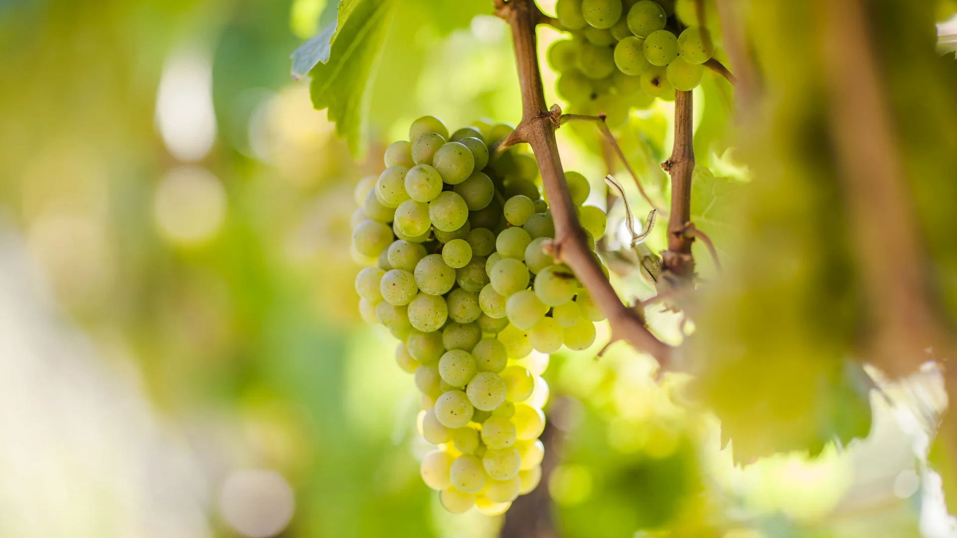 Green grapes hang from a vine in the sunshine.