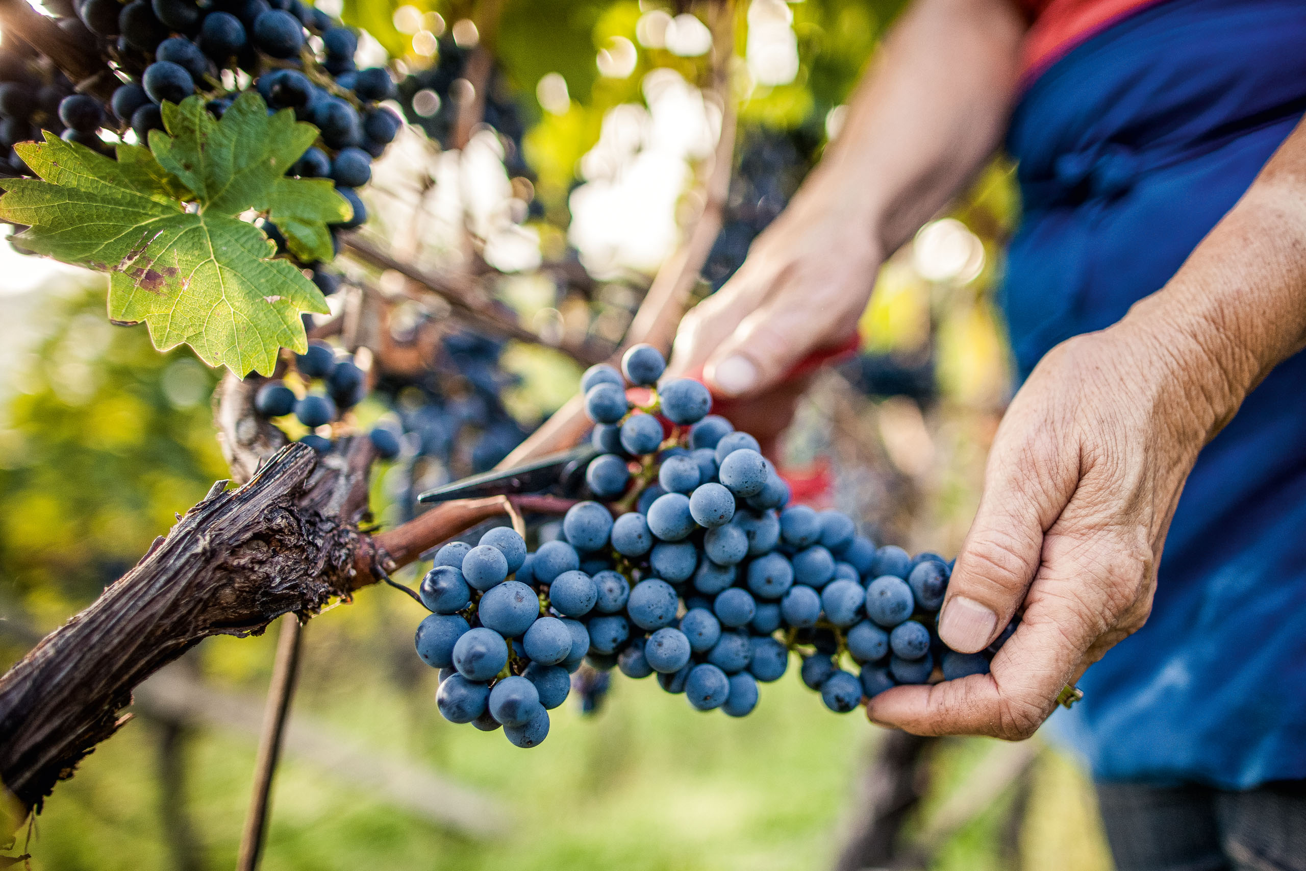 Bildergalerie: Eindrücke aus dem Plattenhof in Tramin Hände ernten reife blaue Trauben im Weinberg mit einer Schere